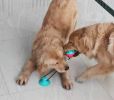 Multifunction Pet Molar Bite Toy with Suction Cup Interactive Dog Rope Toys Self-Playing Rubber Ball Cleaning Teeth Treat Dispensing Ball