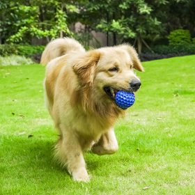 Pet bite-resistant interactive throwing dog toys with big and small dogs sound grinding toy (Color: 2pces blue, size: Small 55)