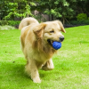 Pet bite-resistant interactive throwing dog toys with big and small dogs sound grinding toy