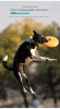 Bite-resistant Frisbee dog training Frisbee pet toy EVA floating interactive toy