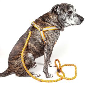 Reflective Stitched Easy Tension Adjustable 2-in-1 Dog Leash and Harness (size: large)