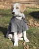 Military Static Rivited Fashion Collared Wool Pet Coat