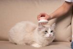 Pet Life 'Scwubba' Handheld Bathing Brushing and Massaging Soft Flexible Grooming Pet Comb