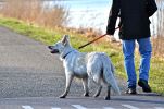 Pet Life 'Geo-prene' 2-in-1 Shock Absorbing Neoprene Padded Reflective Dog Leash and Collar